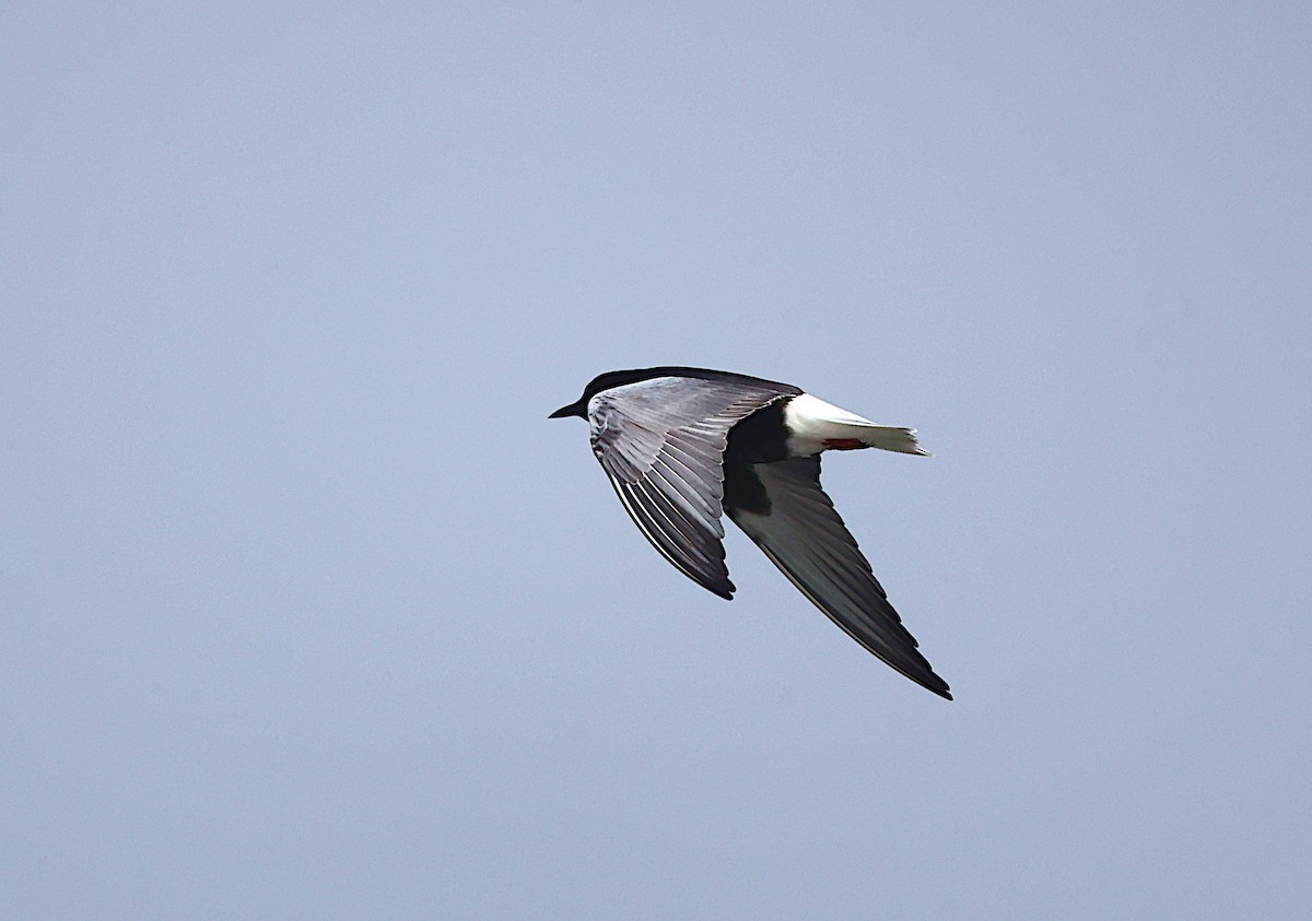 White-winged Tern - ML619801806