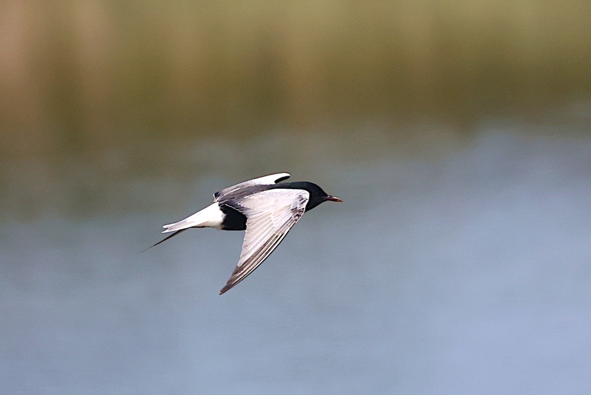 White-winged Tern - ML619801807