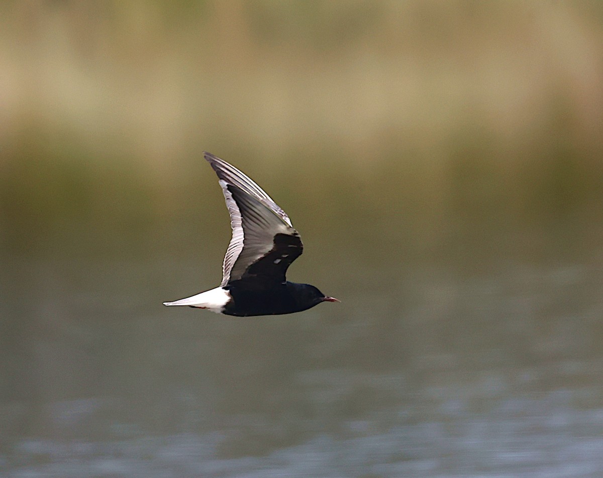 White-winged Tern - ML619801811