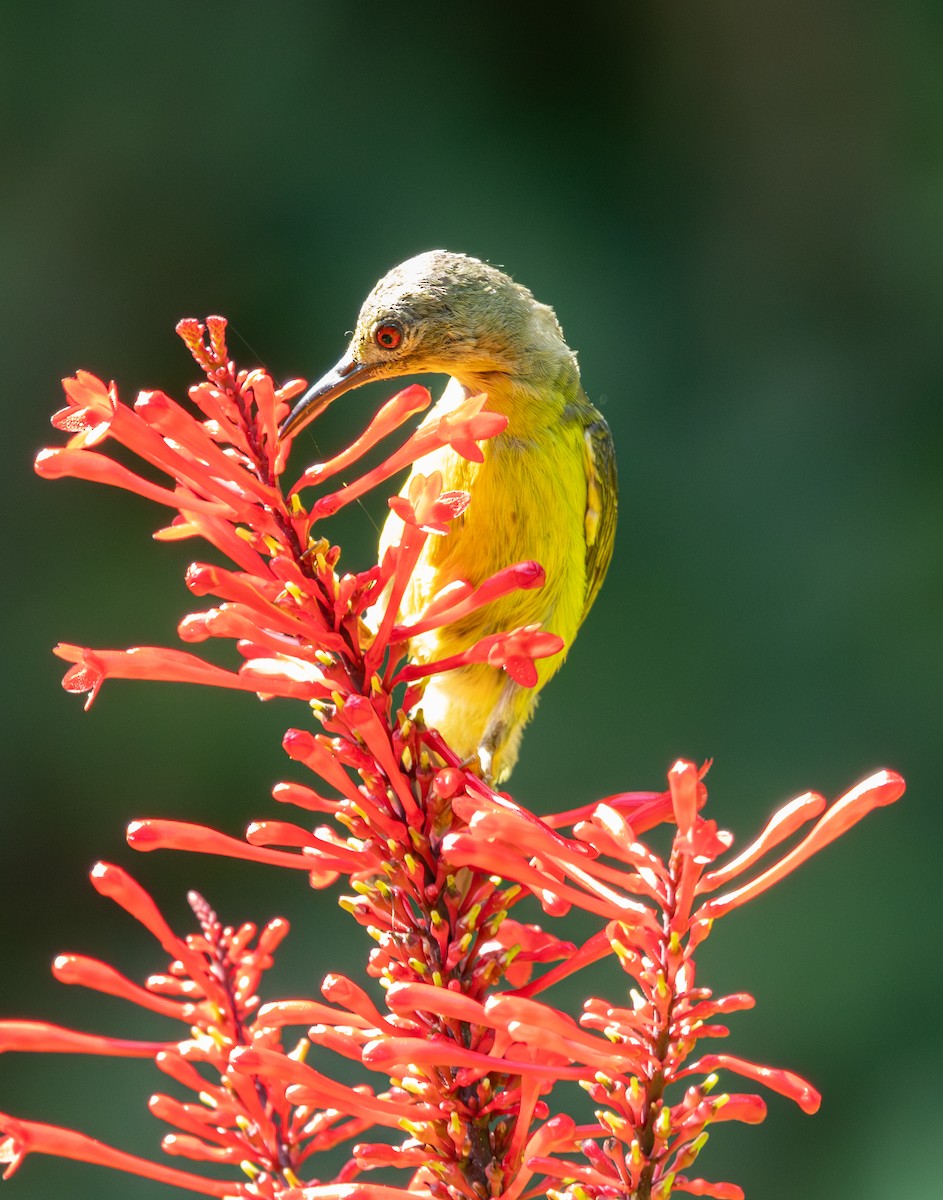 Brown-throated Sunbird - ML619801815