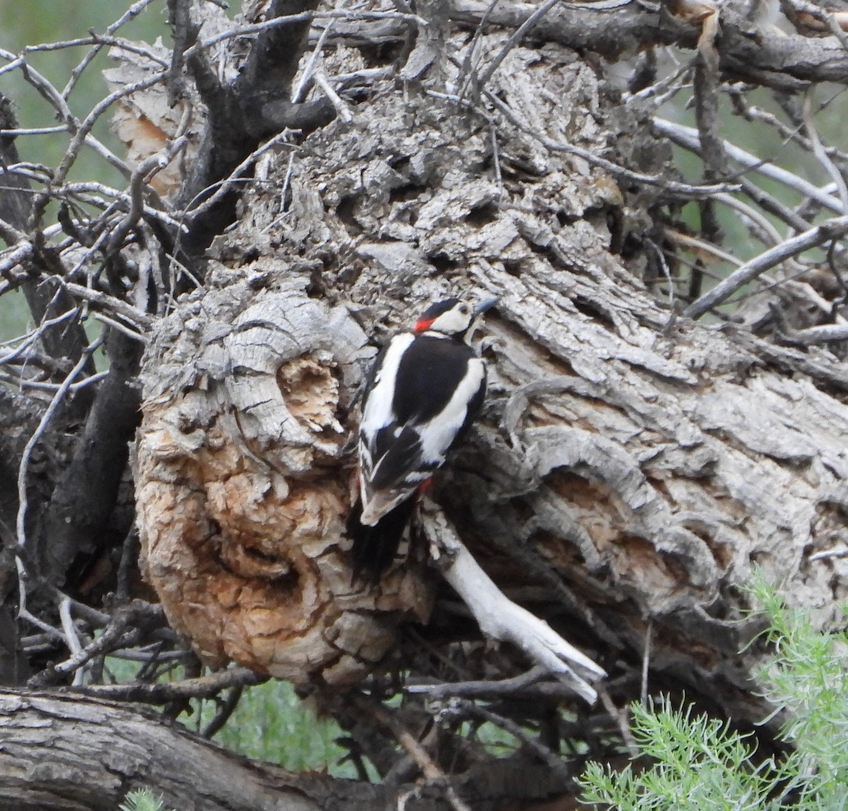 White-winged Woodpecker - ML619801867