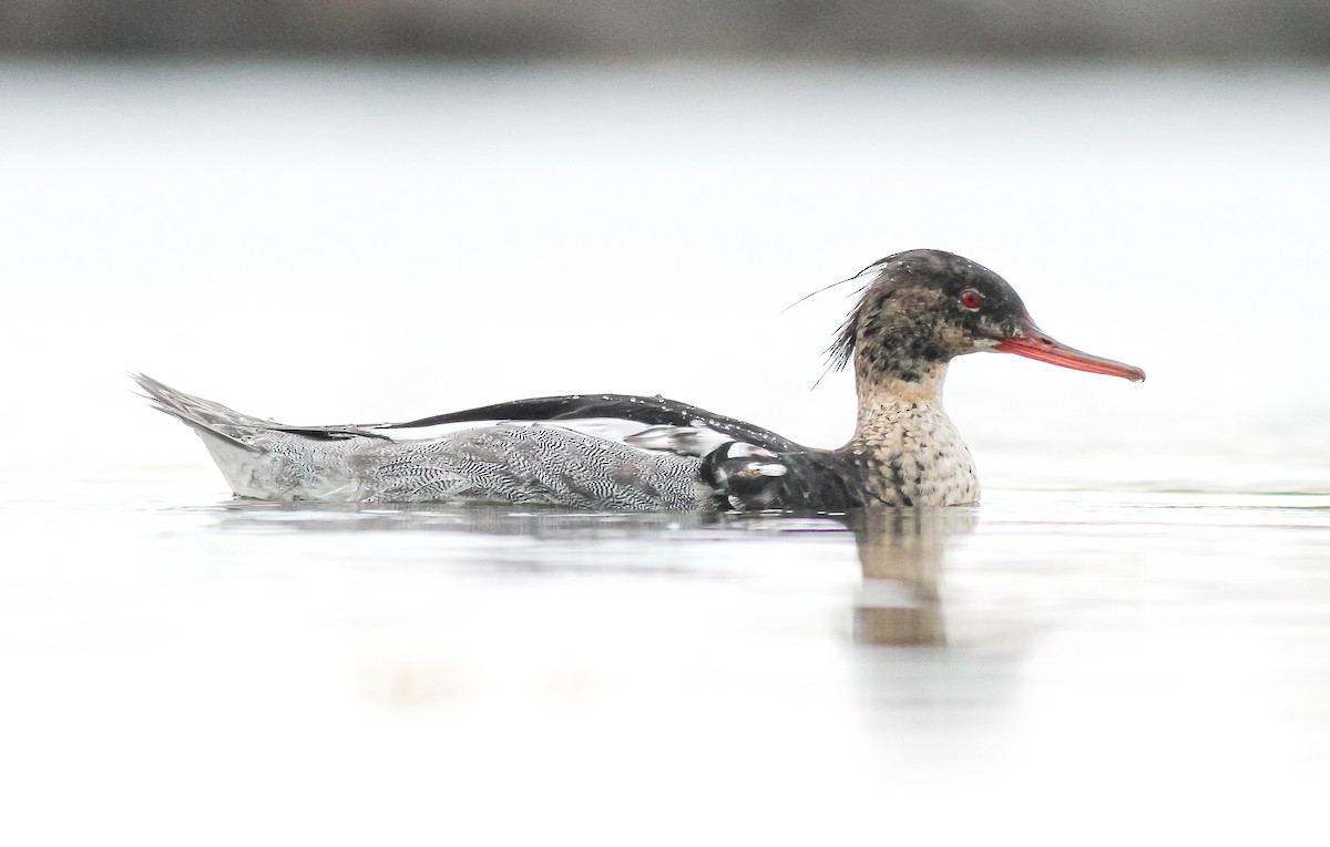 Red-breasted Merganser - ML619801868