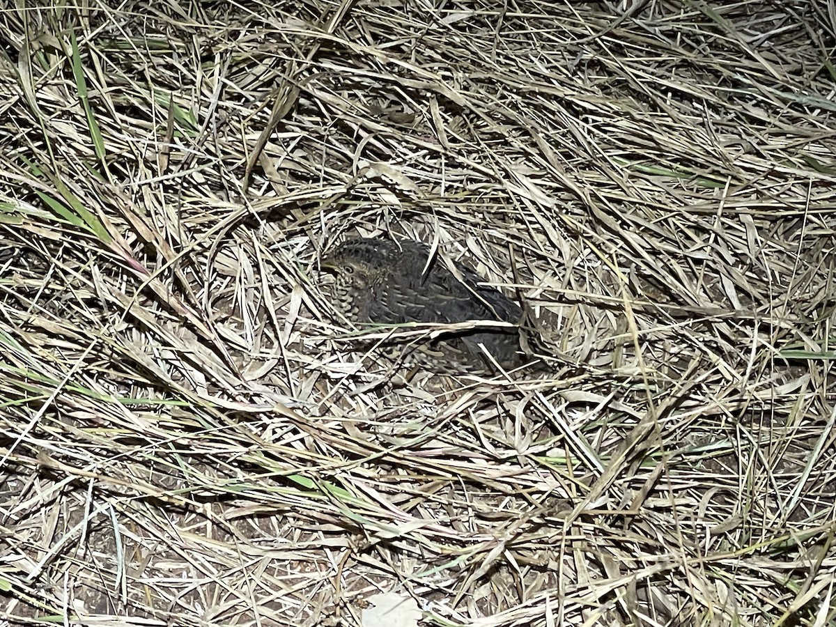 Red-backed Buttonquail - ML619801870