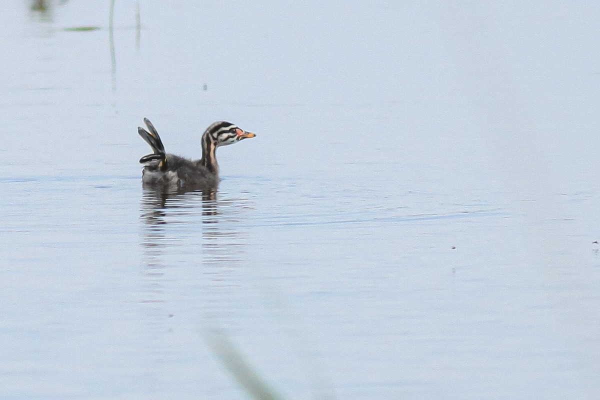 Red-necked Grebe - ML619801888