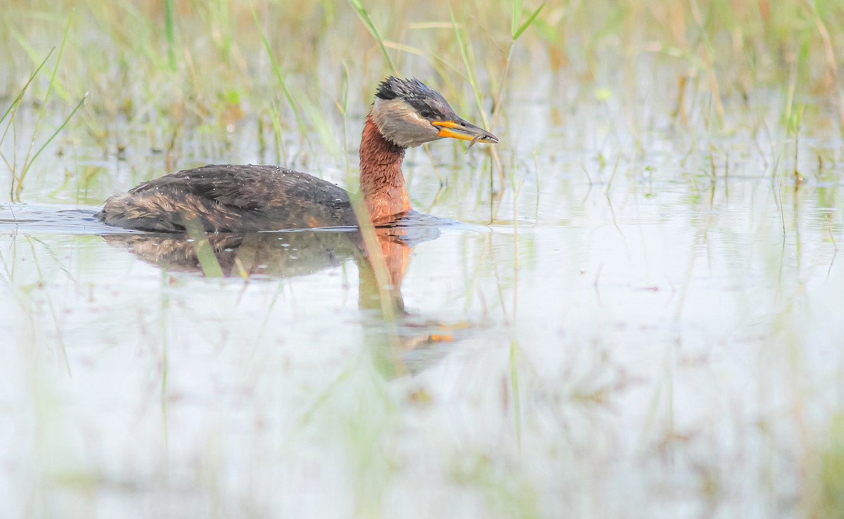 Red-necked Grebe - ML619801889