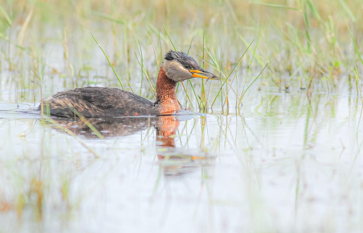 Red-necked Grebe - ML619801890