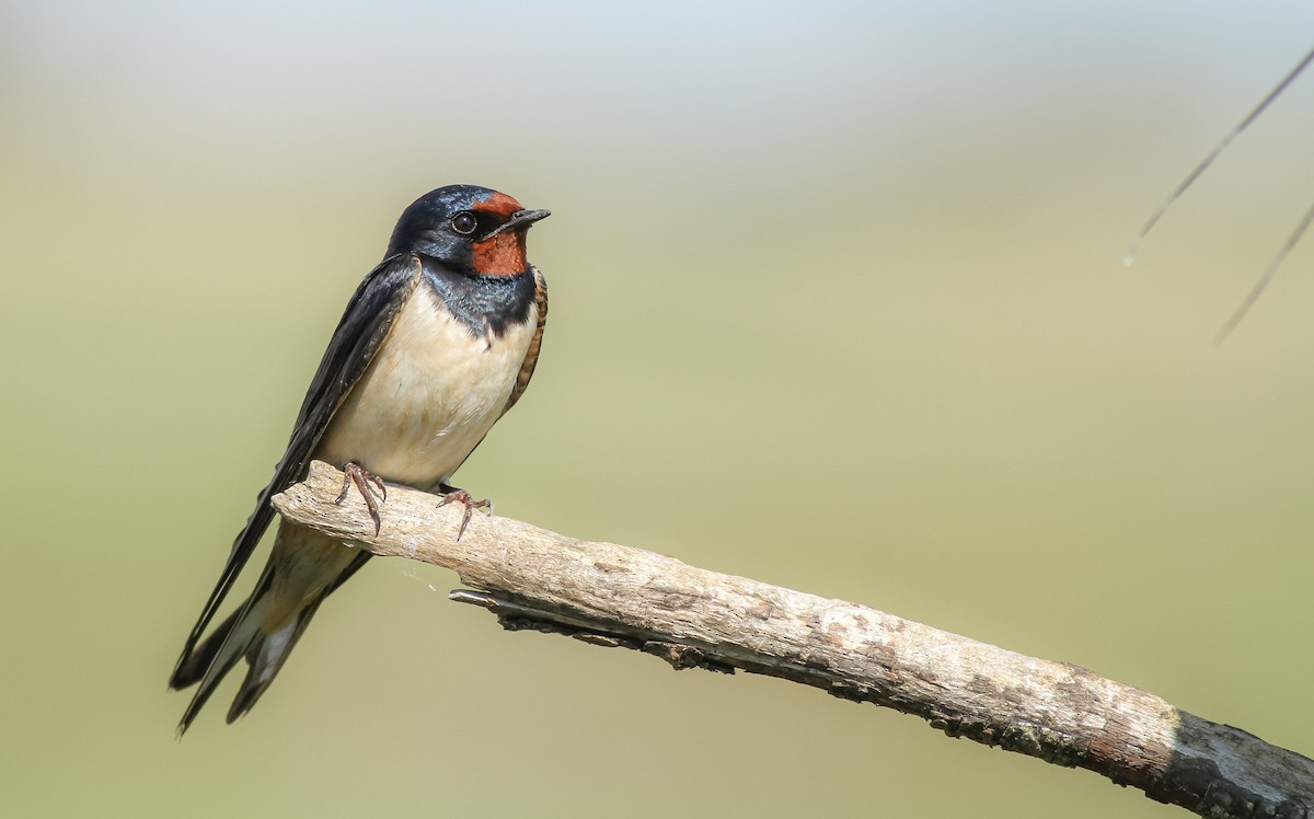 Barn Swallow - Sacha Balavoine