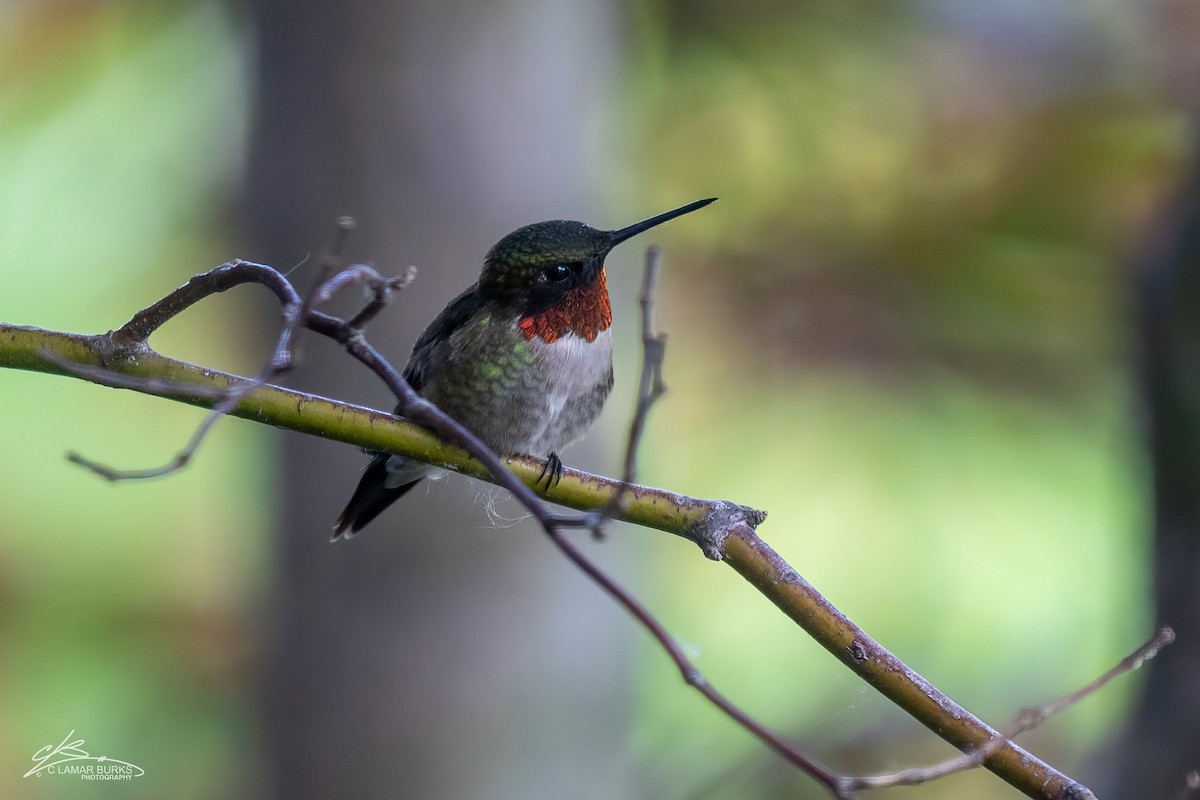 Ruby-throated Hummingbird - ML619801904