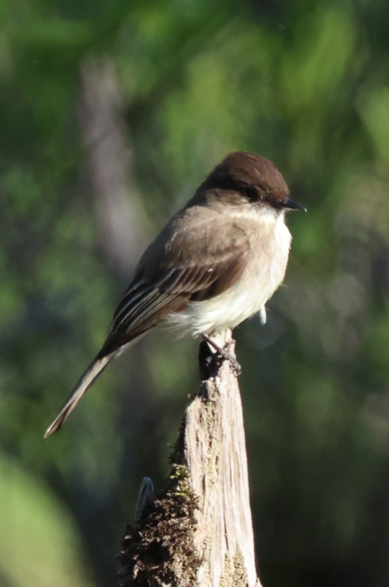 Eastern Phoebe - ML619801930