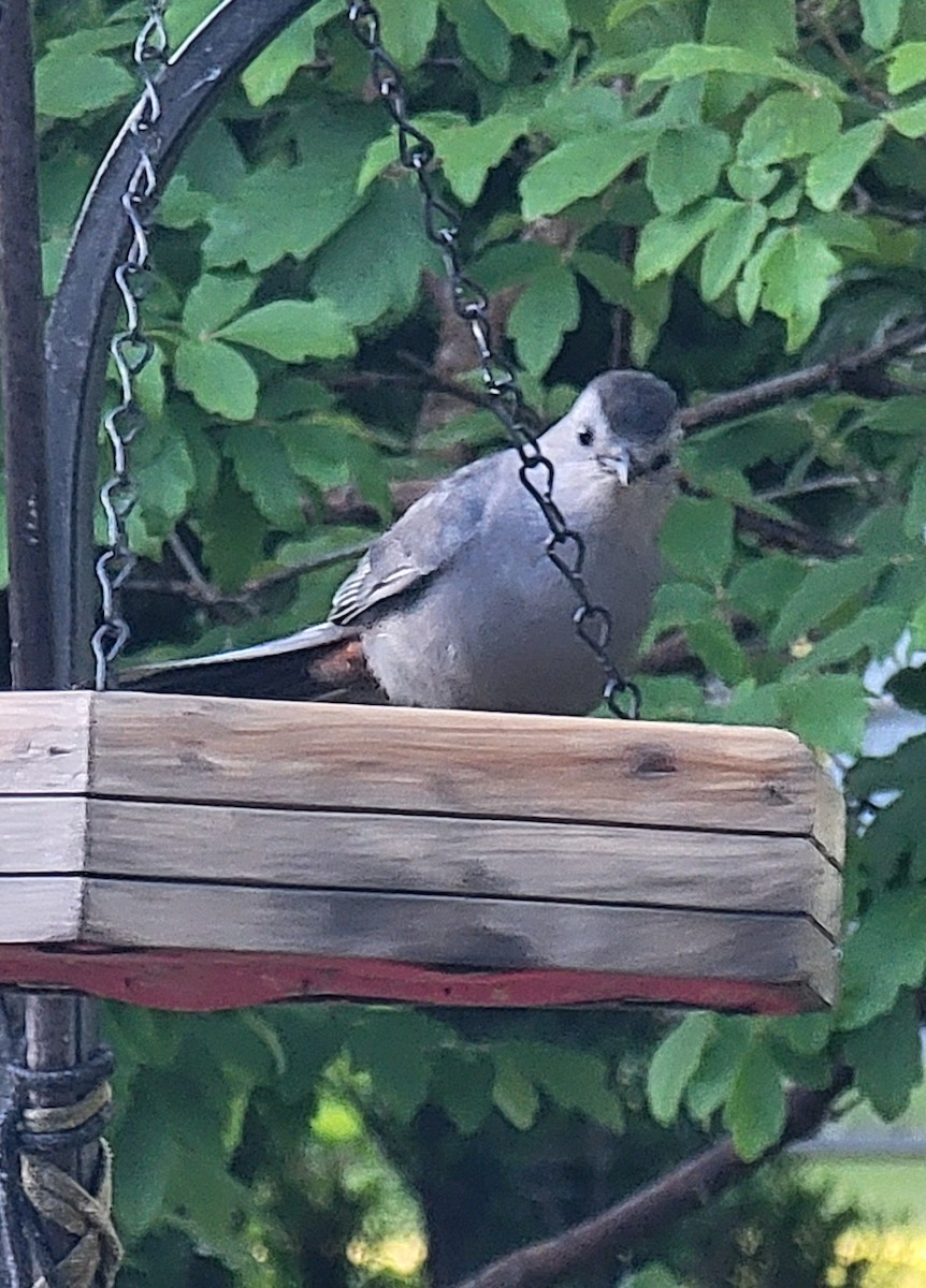 Gray Catbird - ML619801931