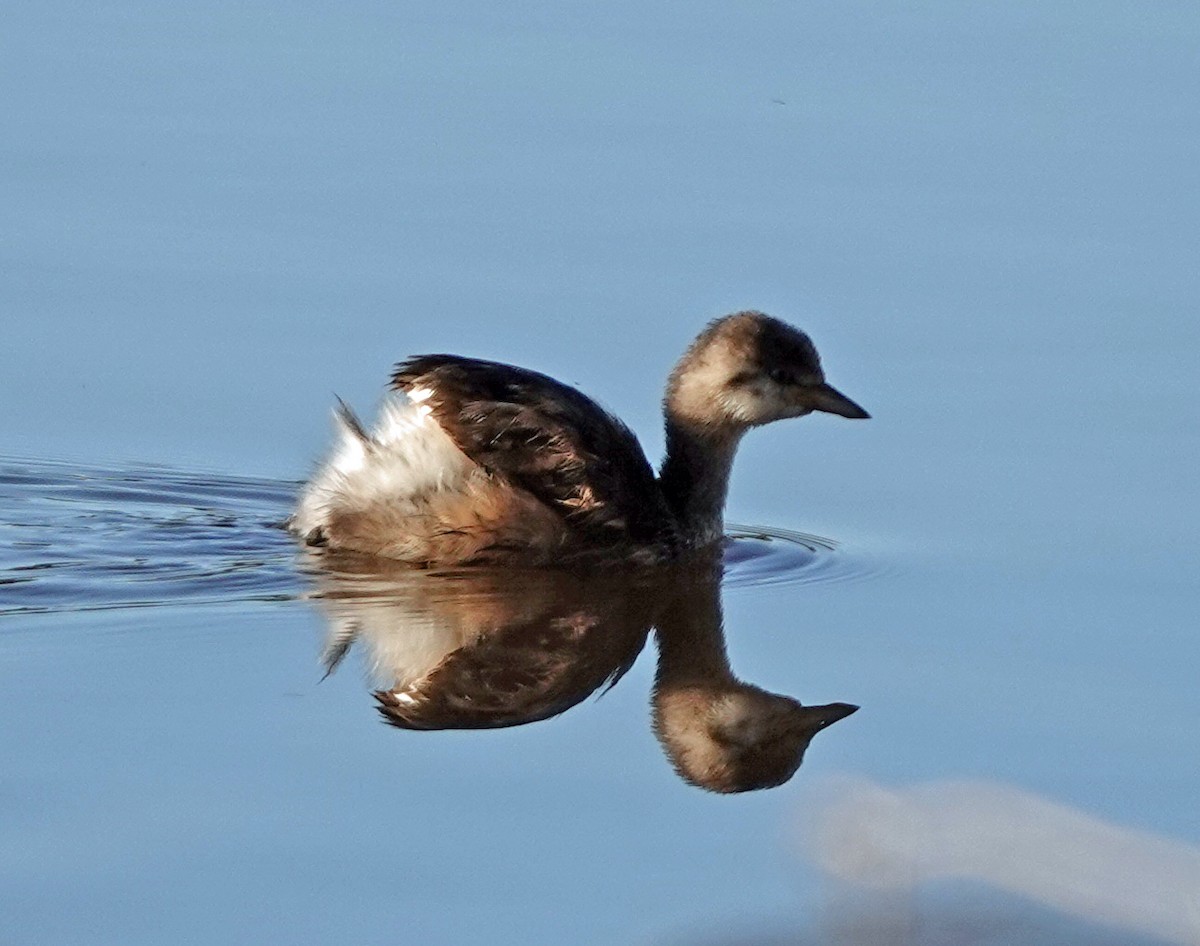 Australasian Grebe - ML619801934