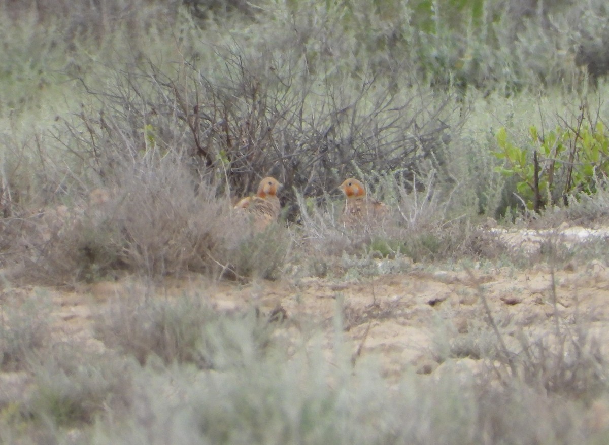 Pallas's Sandgrouse - ML619801941