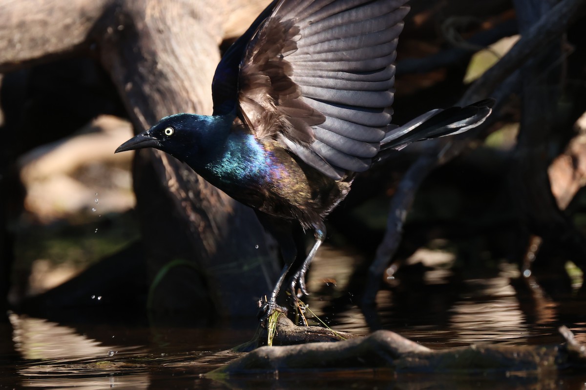 Common Grackle - ML619801954