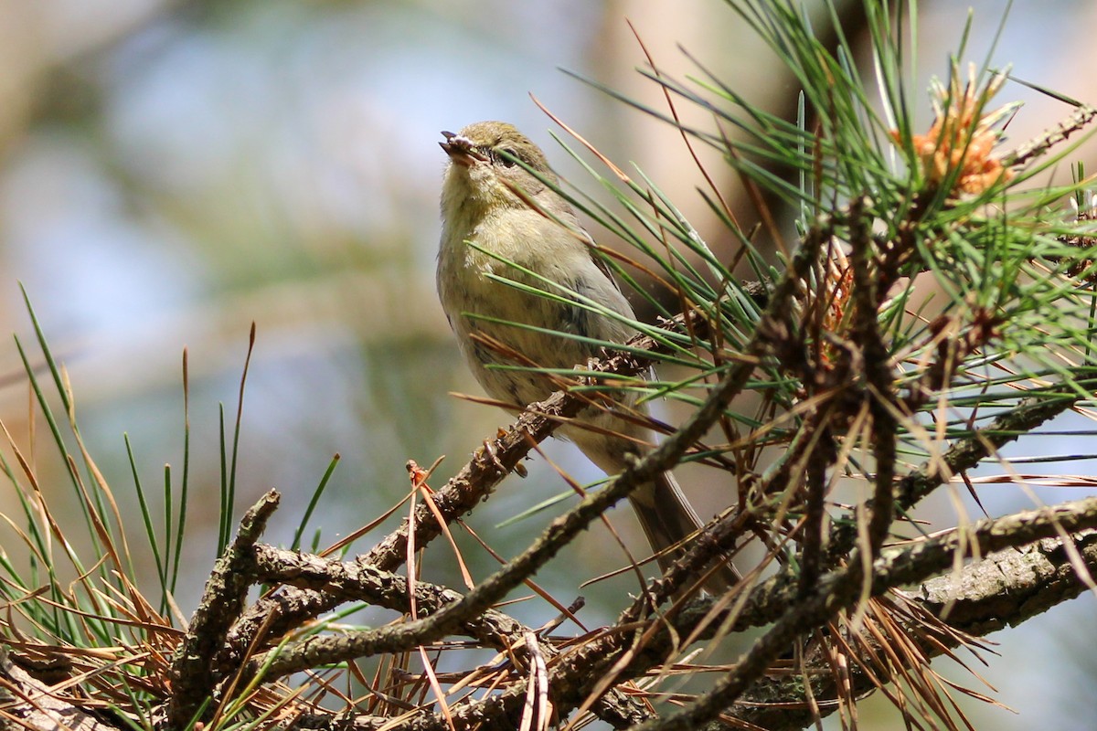 Pine Warbler - ML619801957