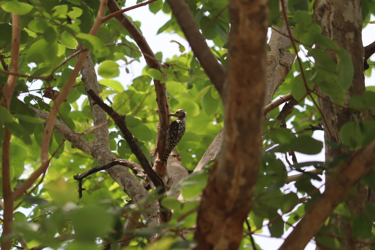 Yellow-crowned Woodpecker - ML619801967
