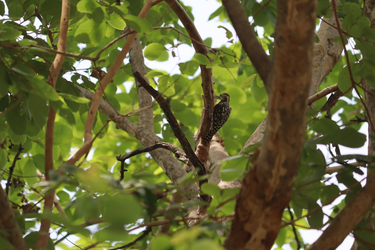 Yellow-crowned Woodpecker - ML619801968