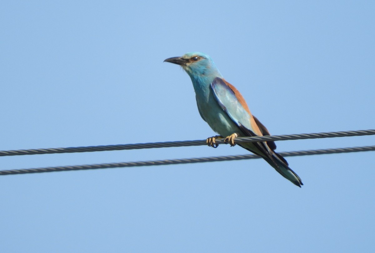 European Roller - ML619802057