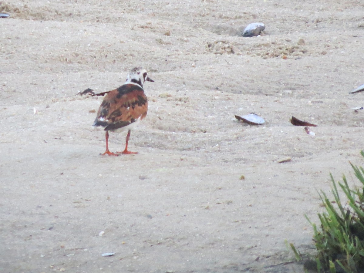 Ruddy Turnstone - ML619802061