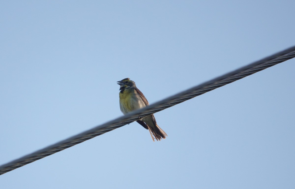 Dickcissel d'Amérique - ML619802075