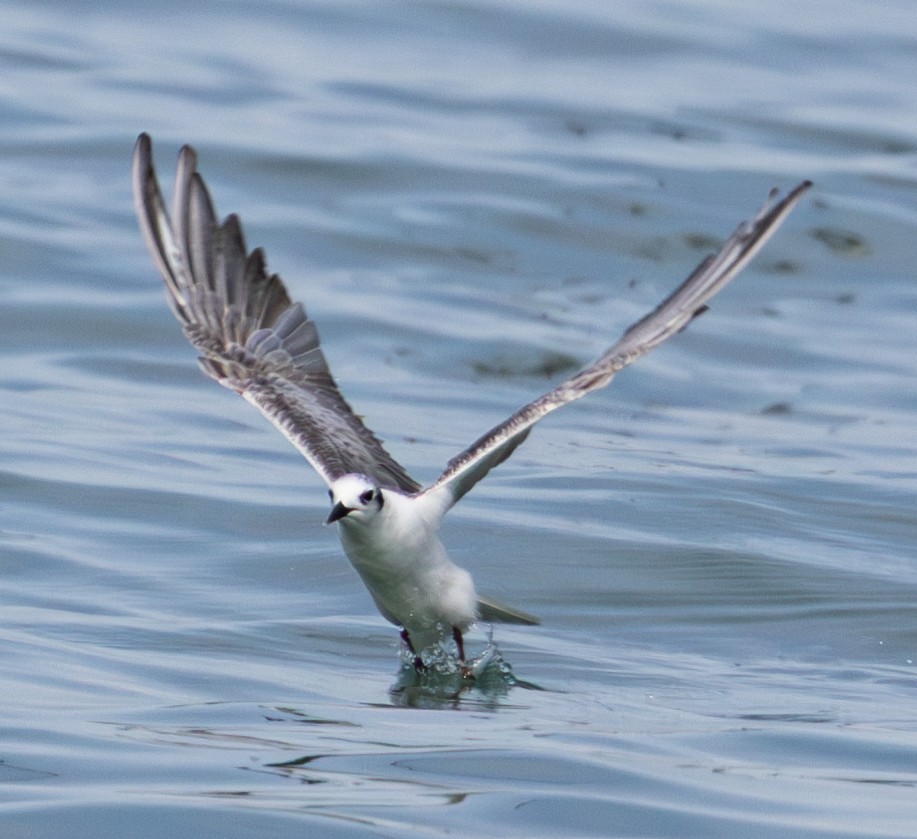 White-winged Tern - ML619802083