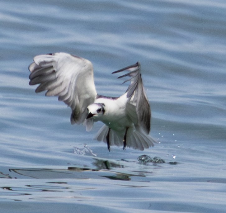 White-winged Tern - ML619802084