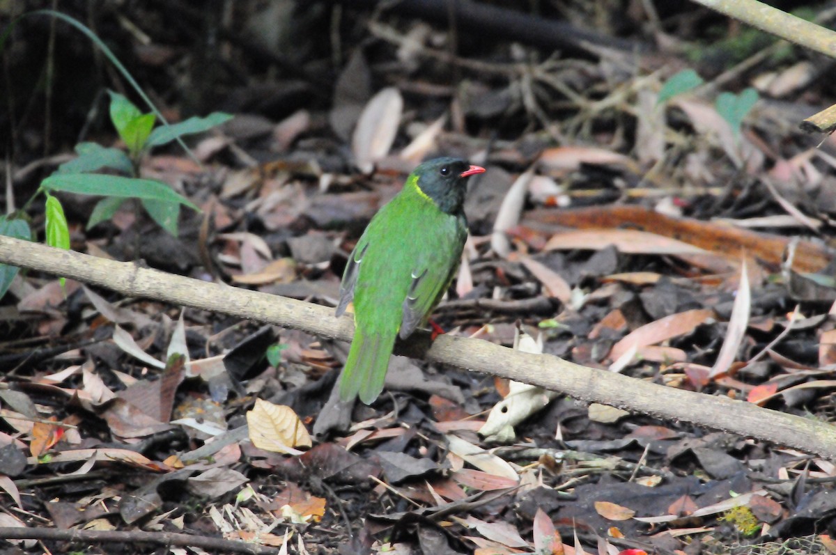 Green-and-black Fruiteater - TONY STEWART