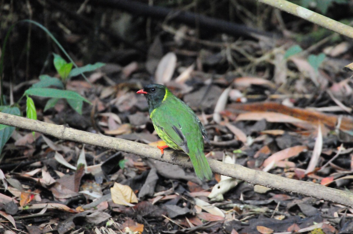 Cotinga vert et noir - ML619802096