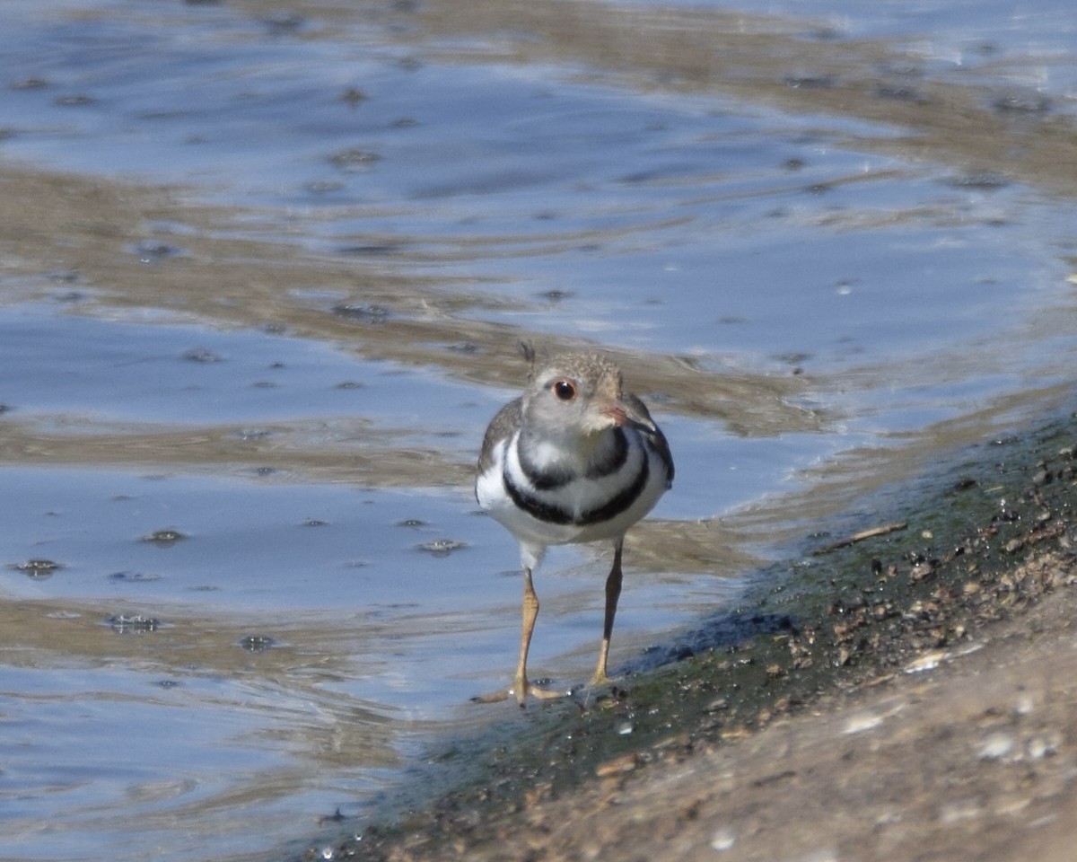 Three-banded Plover - ML619802102