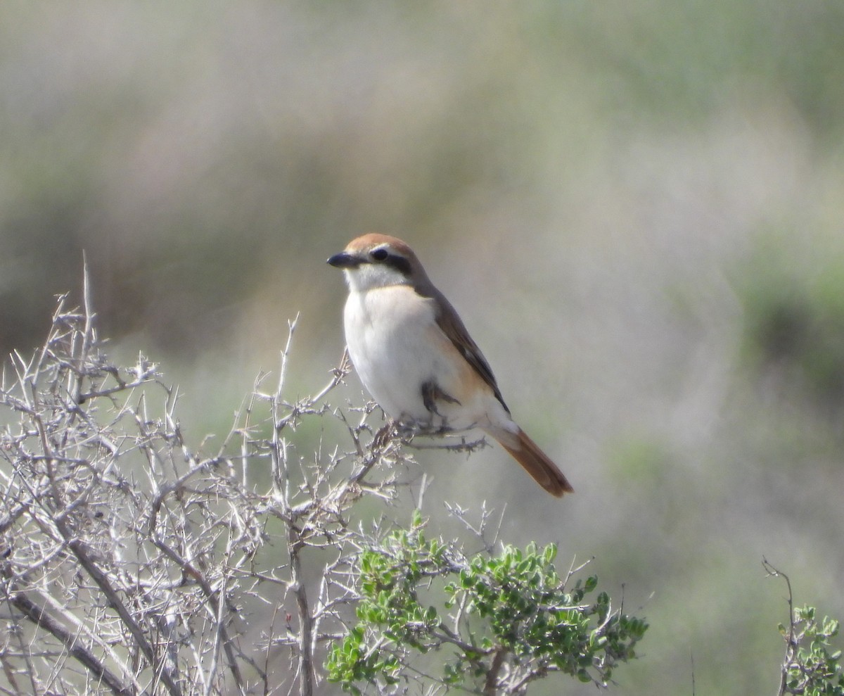 Red-tailed Shrike - ML619802123