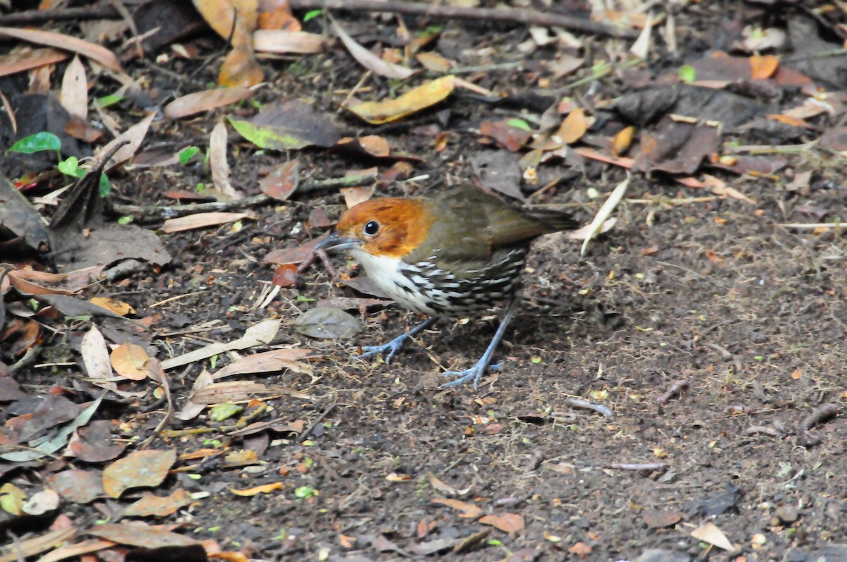 Chestnut-crowned Antpitta - ML619802130