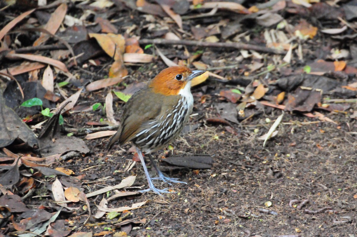 Chestnut-crowned Antpitta - ML619802131