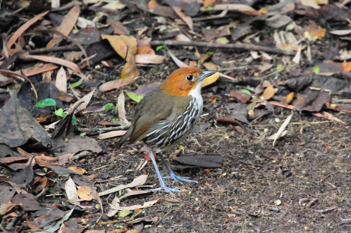 Chestnut-crowned Antpitta - ML619802132