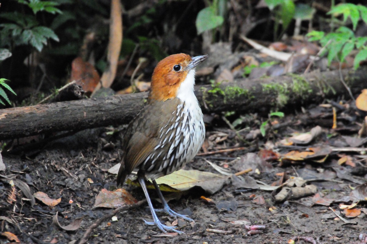 Chestnut-crowned Antpitta - ML619802135