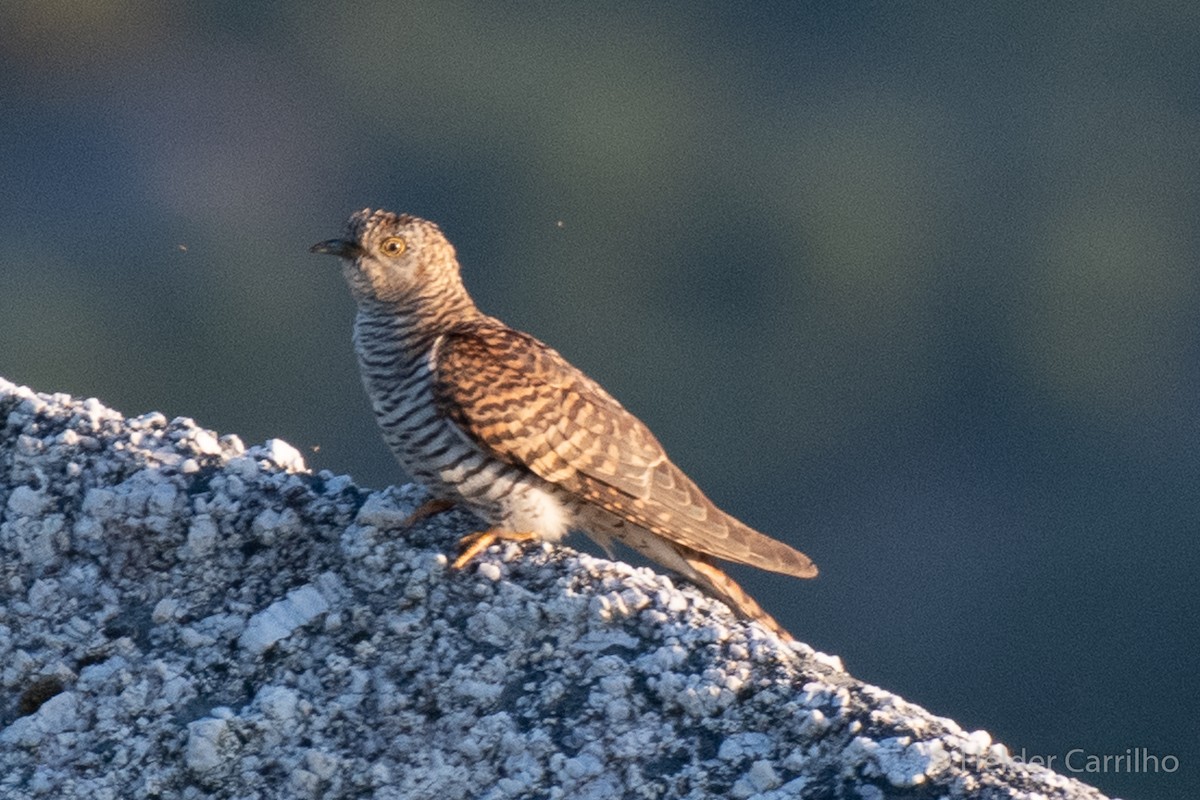 Common Cuckoo - ML619802143