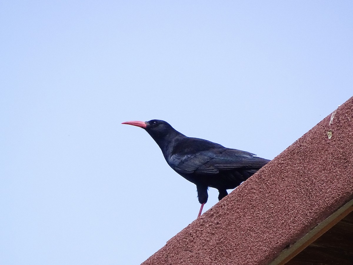 Red-billed Chough (Red-billed) - ML619802151