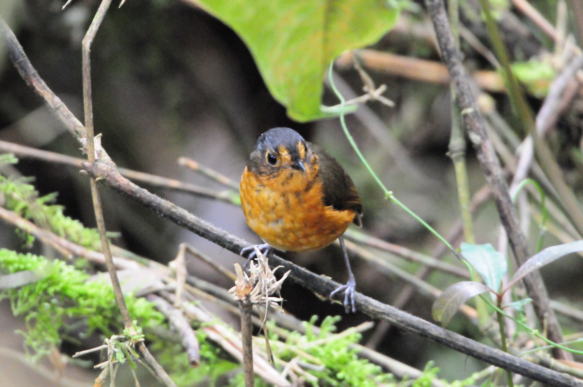 Slate-crowned Antpitta - ML619802165