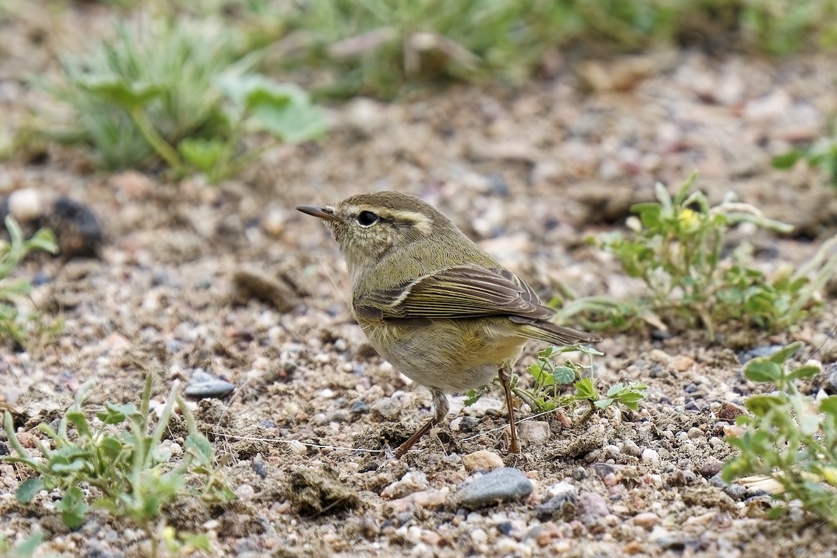 Hume's Warbler - ML619802184