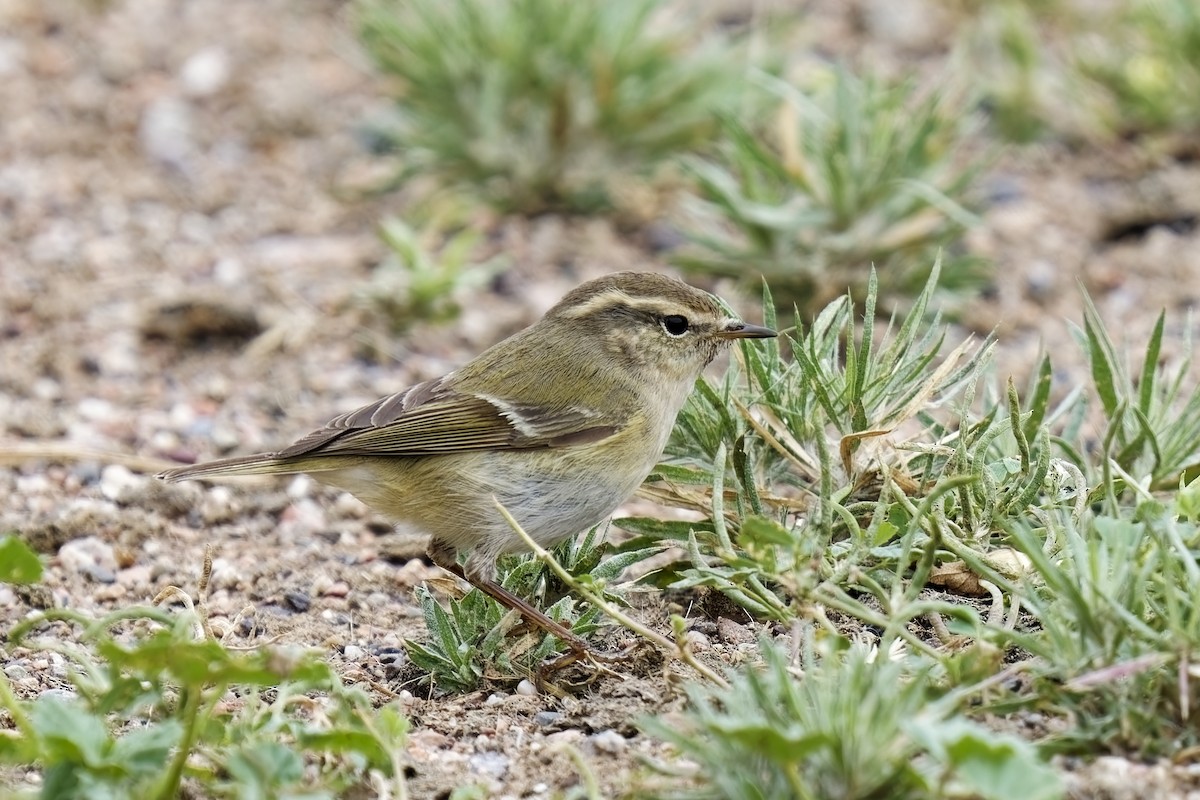 Hume's Warbler - ML619802185