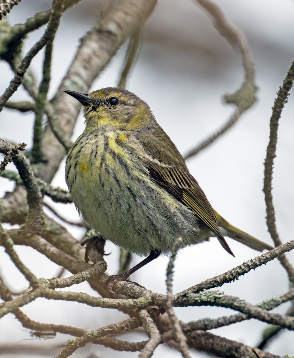 Cape May Warbler - ML619802237