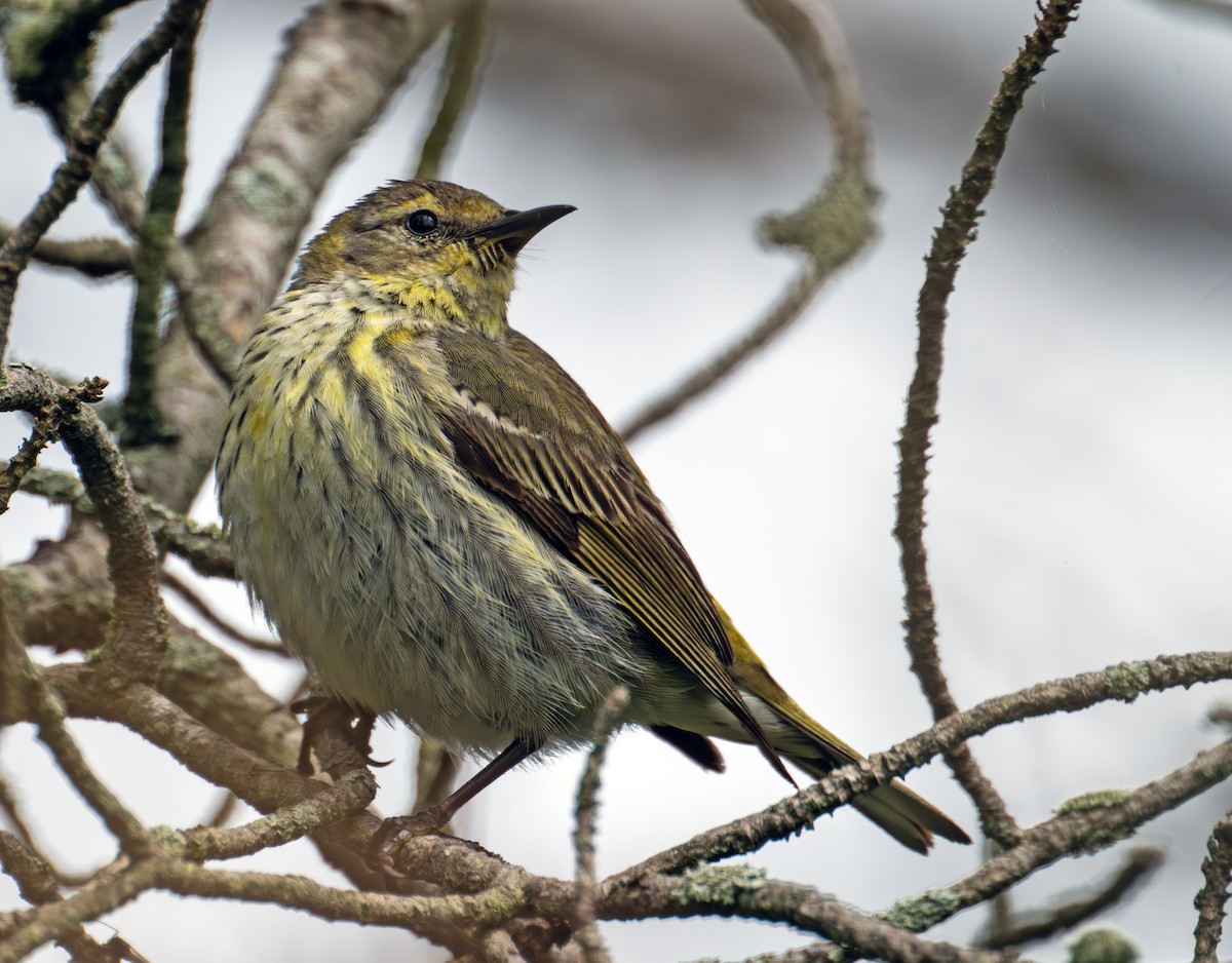 Cape May Warbler - ML619802238