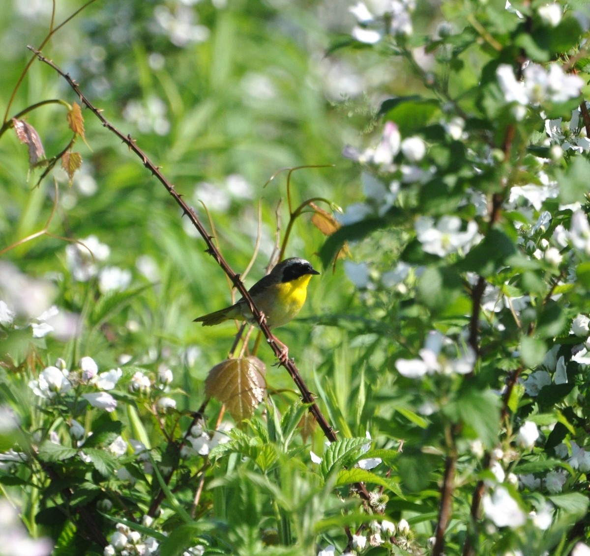 Common Yellowthroat (trichas Group) - ML619802250