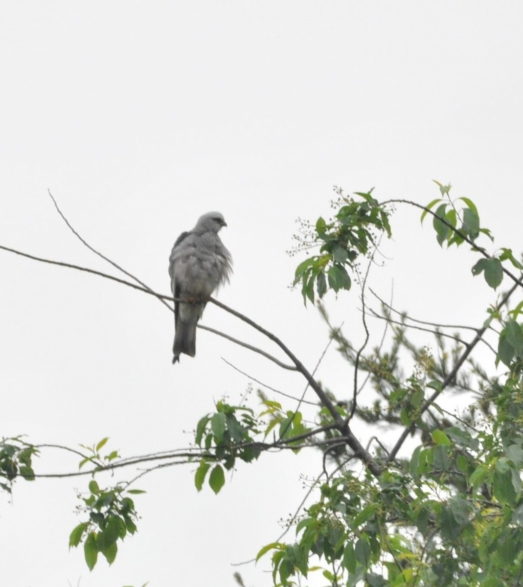 Mississippi Kite - ML619802260