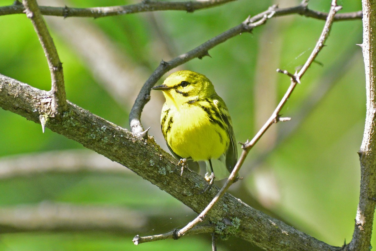 Prairie Warbler - ML619802265