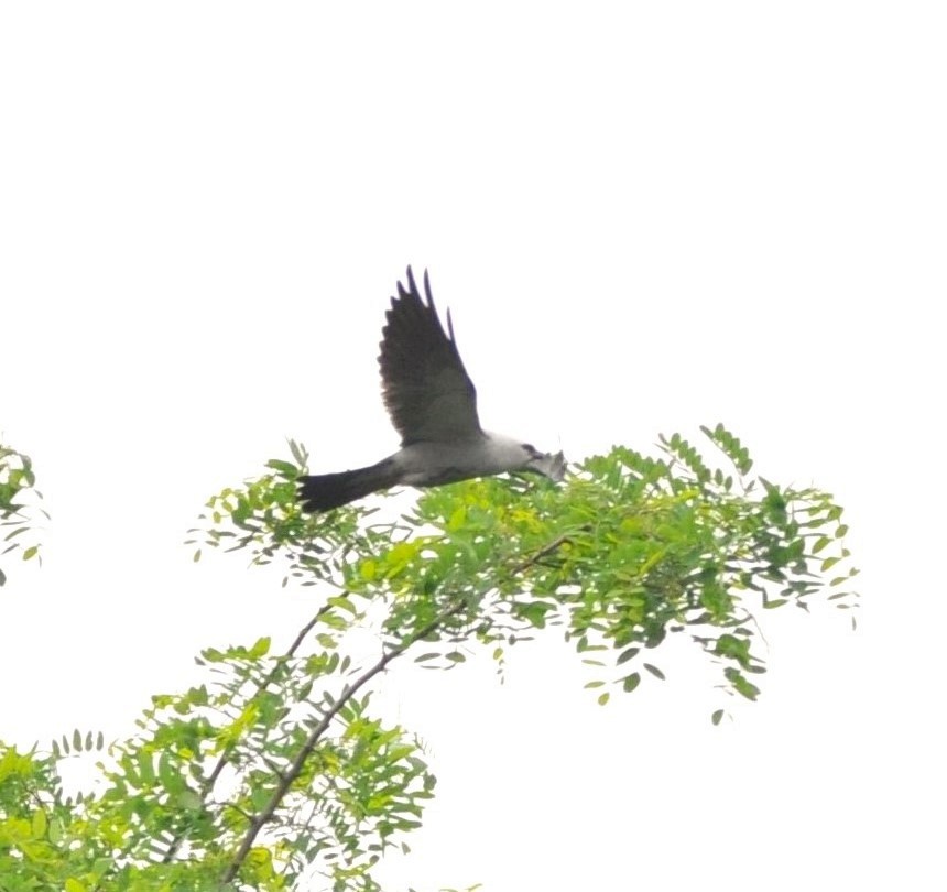 Mississippi Kite - ML619802269