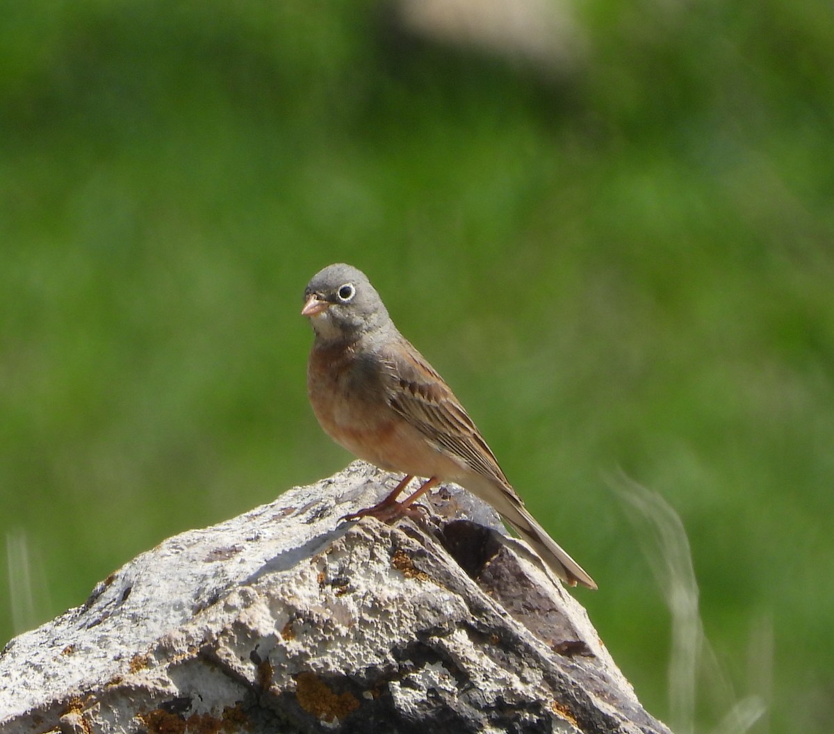 Gray-necked Bunting - ML619802288