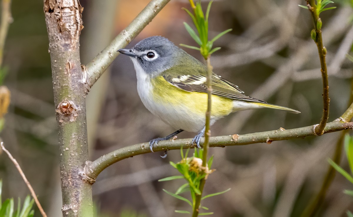 Mavi Başlı Vireo - ML619802294