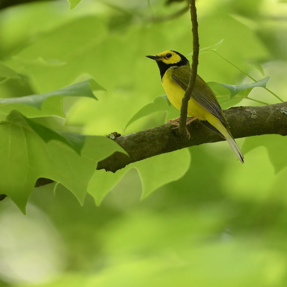 Hooded Warbler - ML619802295