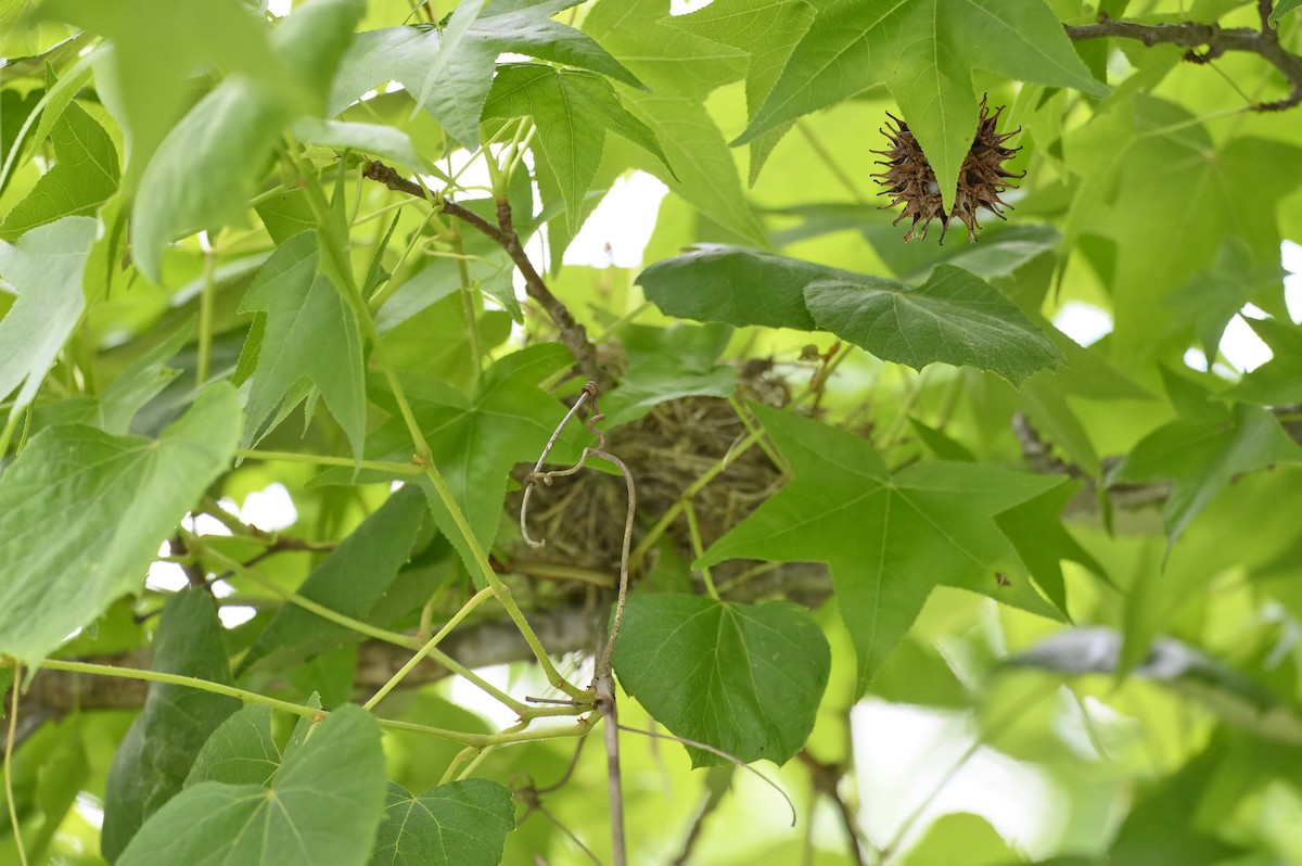 Summer Tanager - ML619802297