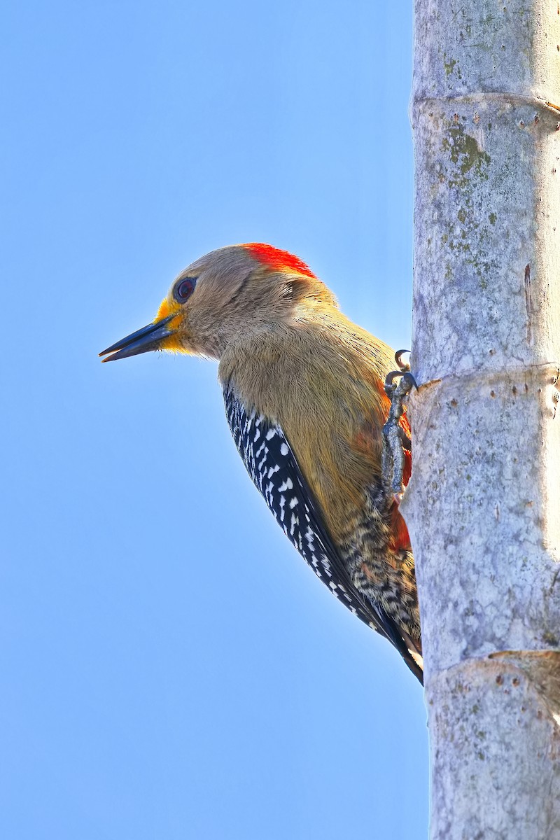 Yucatan Woodpecker - ML619802298