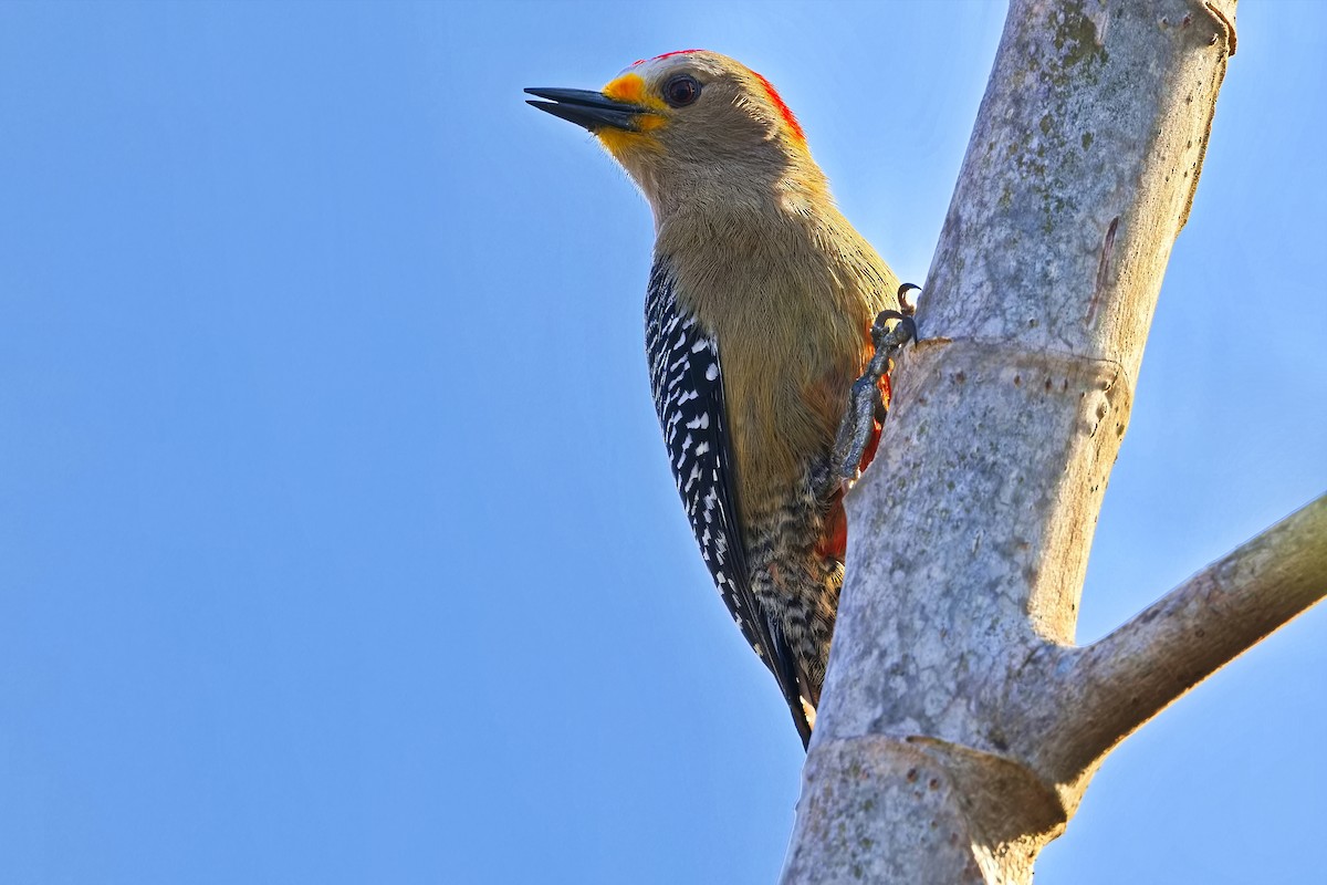 Yucatan Woodpecker - ML619802299